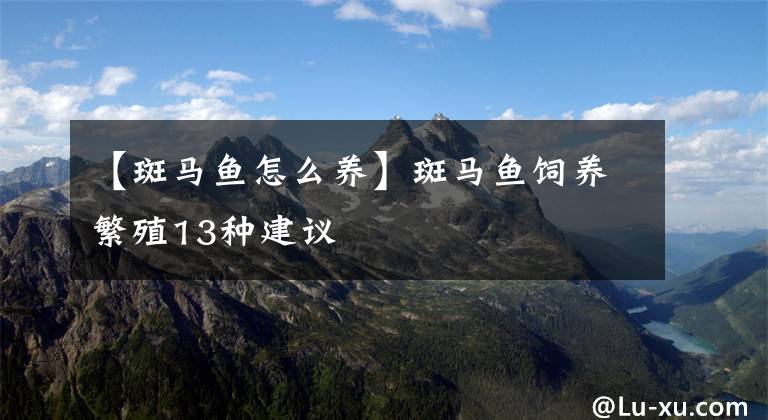 【斑马鱼怎么养】斑马鱼饲养繁殖13种建议