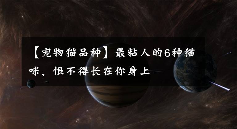 【宠物猫品种】最粘人的6种猫咪，恨不得长在你身上