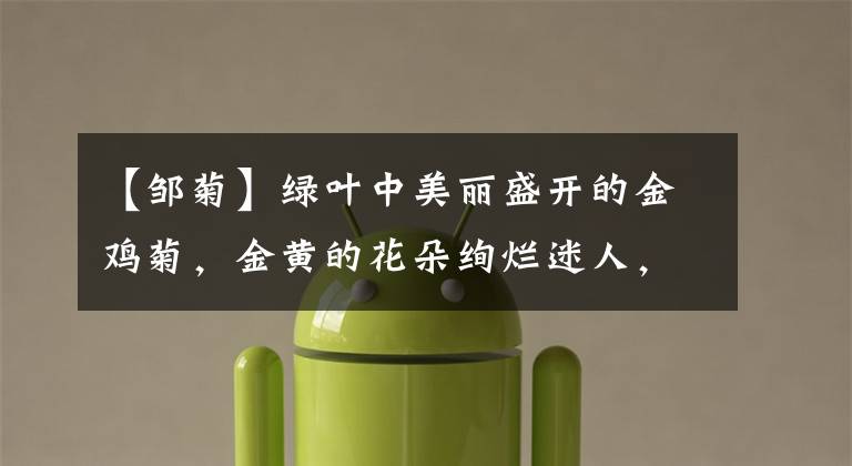 【邹菊】绿叶中美丽盛开的金鸡菊，金黄的花朵绚烂迷人，百态多姿很好看