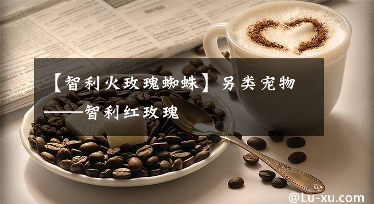 【智利火玫瑰蜘蛛】另类宠物——智利红玫瑰