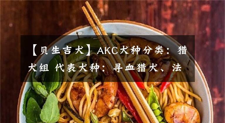 【贝生吉犬】AKC犬种分类：猎犬组 代表犬种：寻血猎犬、法老王猎犬