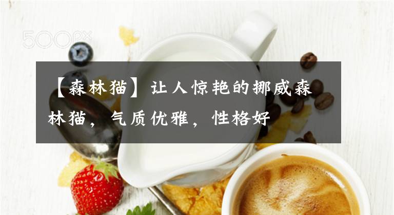 【森林猫】让人惊艳的挪威森林猫，气质优雅，性格好