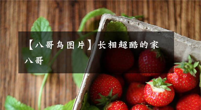 【八哥鸟图片】长相超酷的家八哥