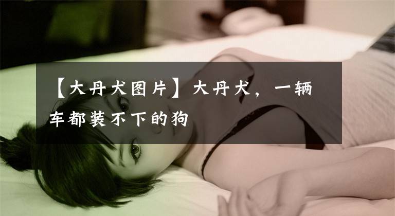 【大丹犬图片】大丹犬,一辆车都装不下的狗