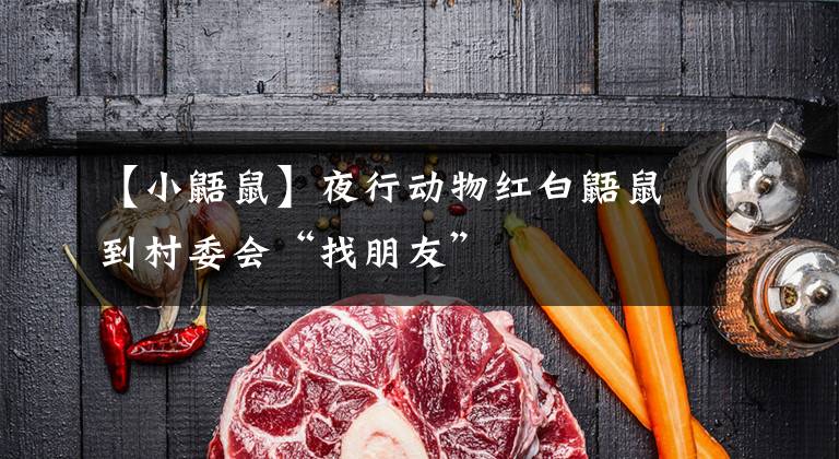 【小鼯鼠】夜行动物红白鼯鼠到村委会“找朋友”