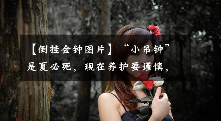 【倒挂金钟图片】“小吊钟”是夏必死,现在养护要谨慎,不然最后剩空盆