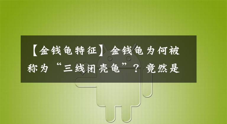 【金钱龟特征】金钱龟为何被称为“三线闭壳龟”？竟然是因为这个原因