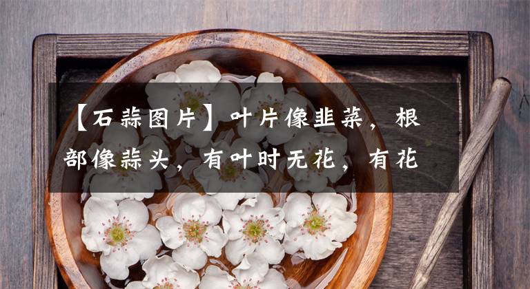 【石蒜图片】叶片像韭菜，根部像蒜头，有叶时无花，有花时无叶，你猜到了吗？