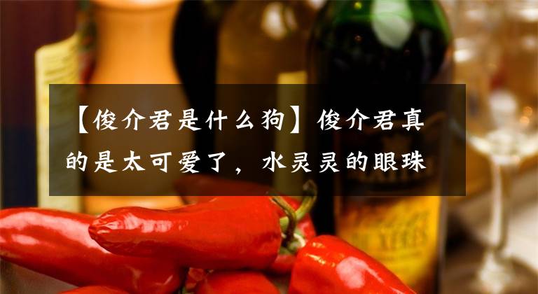 【俊介君是什么狗】俊介君真的是太可爱了,水灵灵的眼珠子和无辜的表情!