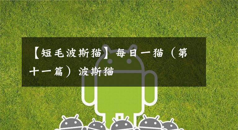 【短毛波斯猫】每日一猫（第十一篇）波斯猫