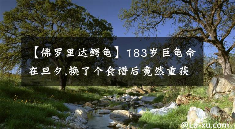 【佛罗里达鳄龟】183岁巨龟命在旦夕,换了个食谱后竟然重获新生!盘点全球乌龟种类
