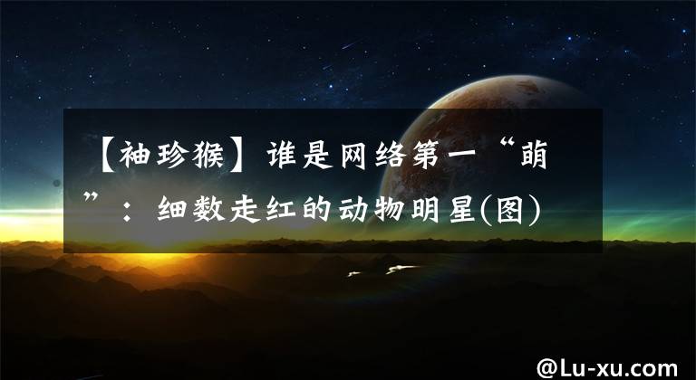 【袖珍猴】谁是网络第一“萌”：细数走红的动物明星(图)-网络