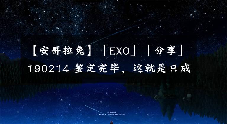 【安哥拉兔】「EXO」「分享」190214 鉴定完毕,这就是只成精的安哥拉兔