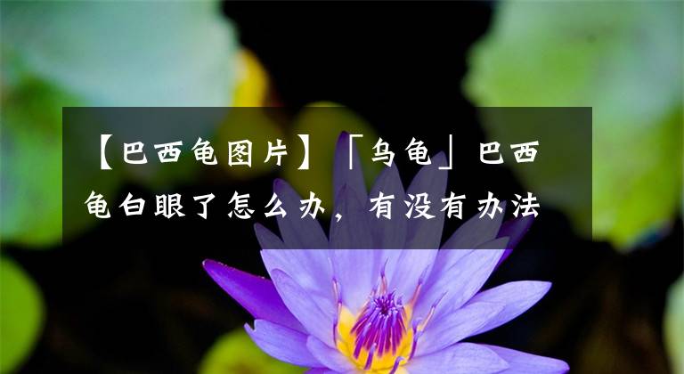 【巴西龟图片】「乌龟」巴西龟白眼了怎么办，有没有办法整