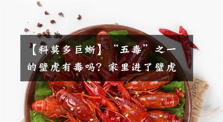 【科莫多巨蜥】“五毒”之一的壁虎有毒吗?家里进了壁虎好不好,要赶它出去吗?