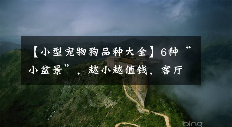 【小型宠物狗品种大全】6种“小盆景”,越小越值钱,客厅养一盆,能香上几十年