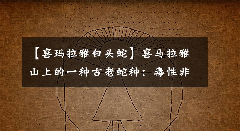 【喜玛拉雅白头蛇】喜马拉雅山上的一种古老蛇种：毒性非常大，看到请绕行