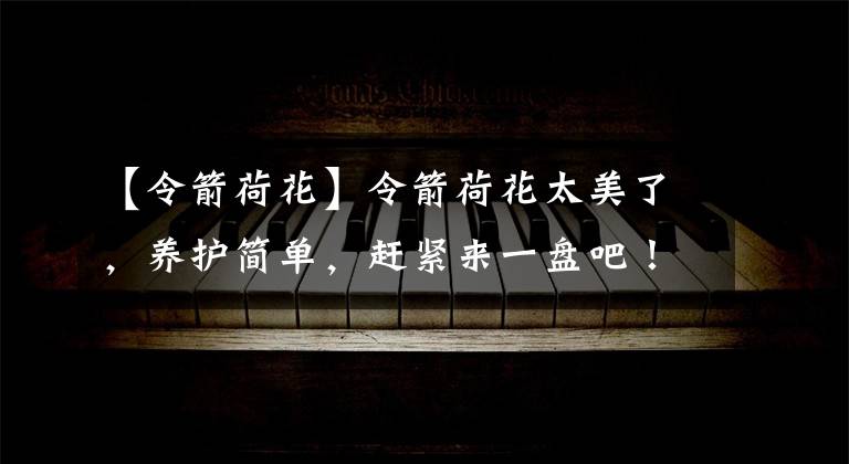 【令箭荷花】令箭荷花太美了，养护简单，赶紧来一盘吧！