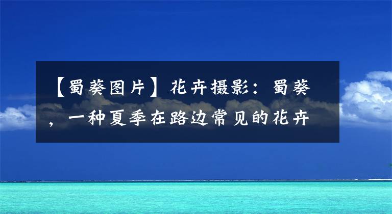 【蜀葵图片】花卉摄影：蜀葵，一种夏季在路边常见的花卉