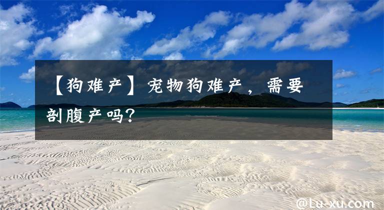 【狗难产】宠物狗难产，需要剖腹产吗？