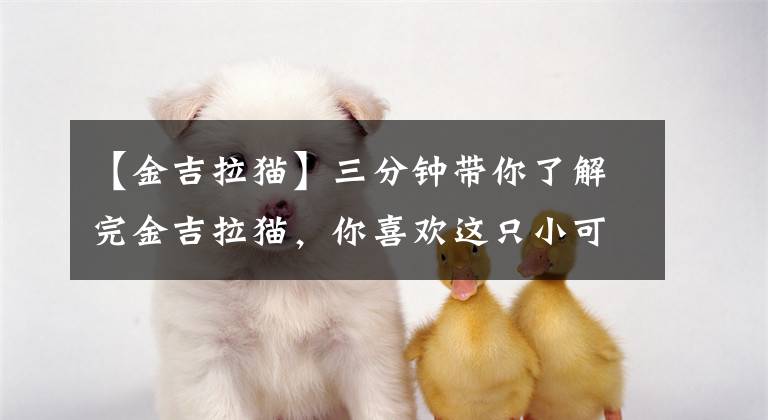 【金吉拉猫】三分钟带你了解完金吉拉猫，你喜欢这只小可爱吗？