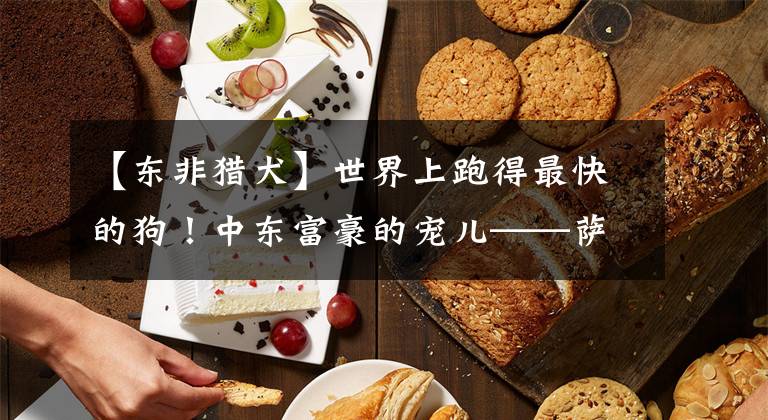 【东非猎犬】世界上跑得最快的狗！中东富豪的宠儿——萨路基猎犬