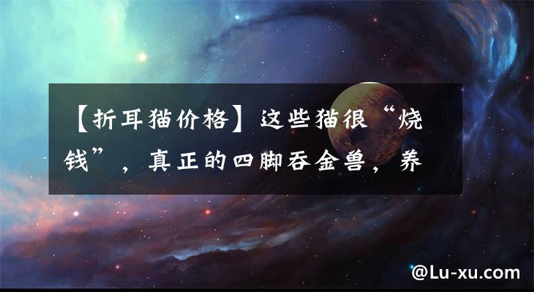 【折耳猫价格】这些猫很“烧钱”，真正的四脚吞金兽，养得起的都是土豪