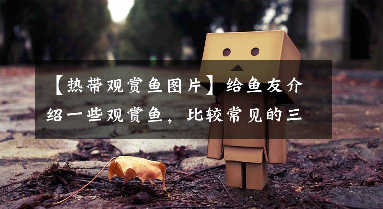 【热带观赏鱼图片】给鱼友介绍一些观赏鱼，比较常见的三大类热带鱼，很皮实易饲养