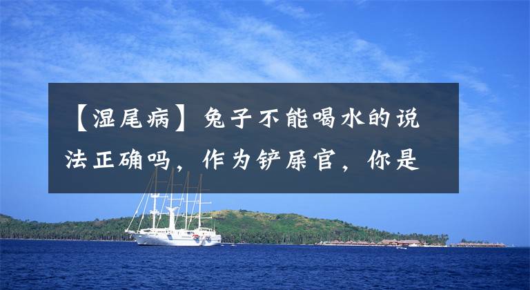 【湿尾病】兔子不能喝水的说法正确吗，作为铲屎官，你是怎么养兔子的？