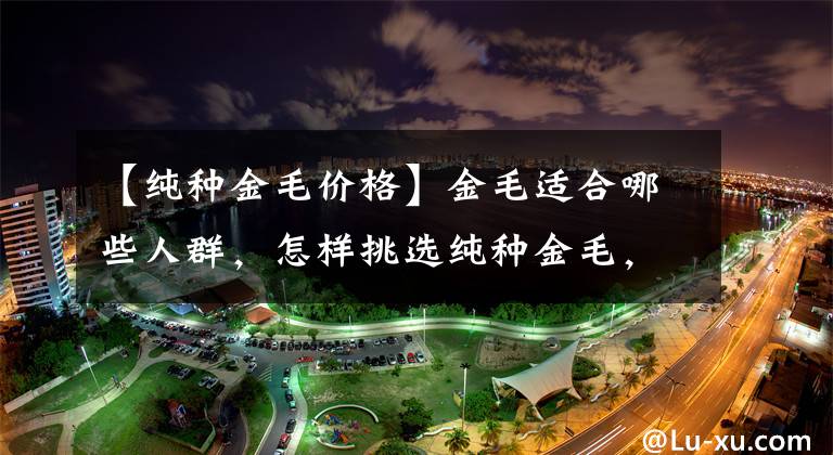 【纯种金毛价格】金毛适合哪些人群，怎样挑选纯种金毛，耐心看完相信对你有所帮助