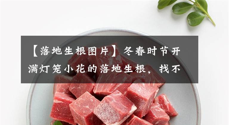 【落地生根图片】冬春时节开满灯笼小花的落地生根，找不到比它好养的多肉植物