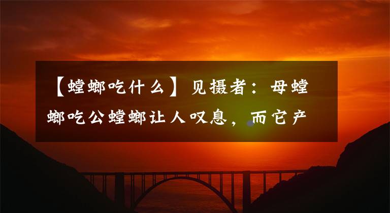 【螳螂吃什么】见摄者:母螳螂吃公螳螂让人叹息,而它产卵的本领更堪称科学家!