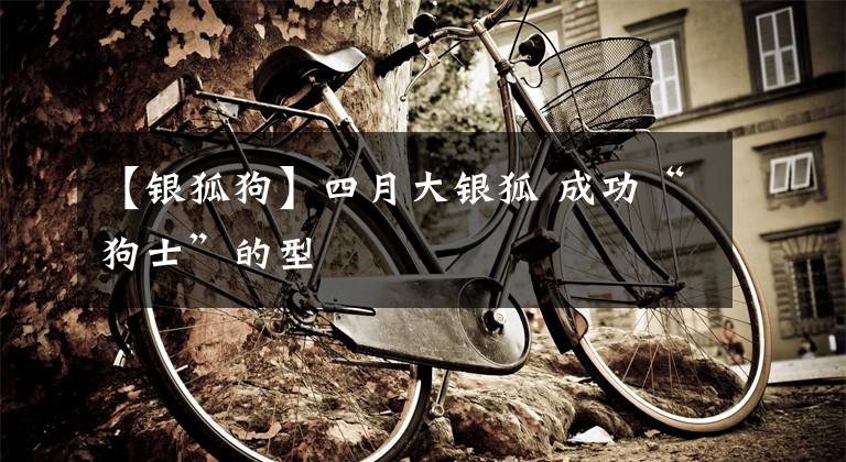 【银狐狗】四月大银狐 成功“狗士”的型
