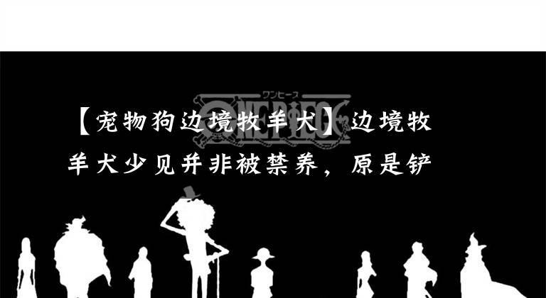 【宠物狗边境牧羊犬】边境牧羊犬少见并非被禁养,原是铲屎官缺少时间与它斗智斗勇!