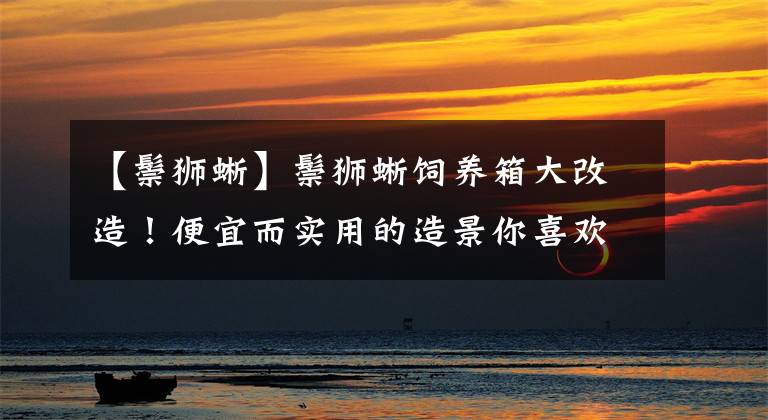 【鬃狮蜥】鬃狮蜥饲养箱大改造！便宜而实用的造景你喜欢吗？