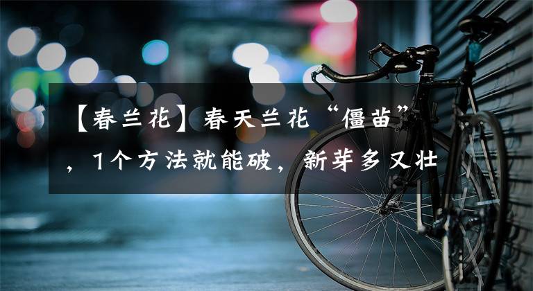 【春兰花】春天兰花“僵苗”,1个方法就能破,新芽多又壮