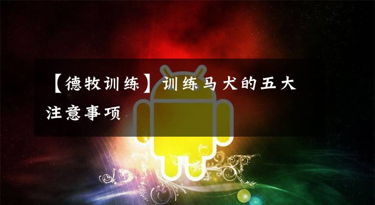 【德牧训练】训练马犬的五大注意事项