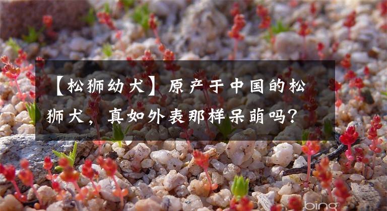 【松狮幼犬】原产于中国的松狮犬，真如外表那样呆萌吗？| 犬种