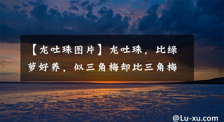 【龙吐珠图片】龙吐珠,比绿萝好养,似三角梅却比三角梅漂亮,开花很惊艳