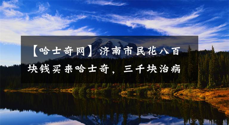 【哈士奇网】济南市民花八百块钱买来哈士奇,三千块治病却死了