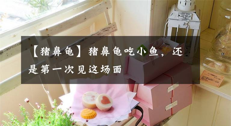 【猪鼻龟】猪鼻龟吃小鱼,还是第一次见这场面