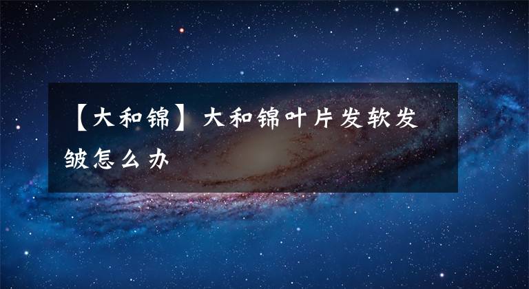 【大和锦】大和锦叶片发软发皱怎么办