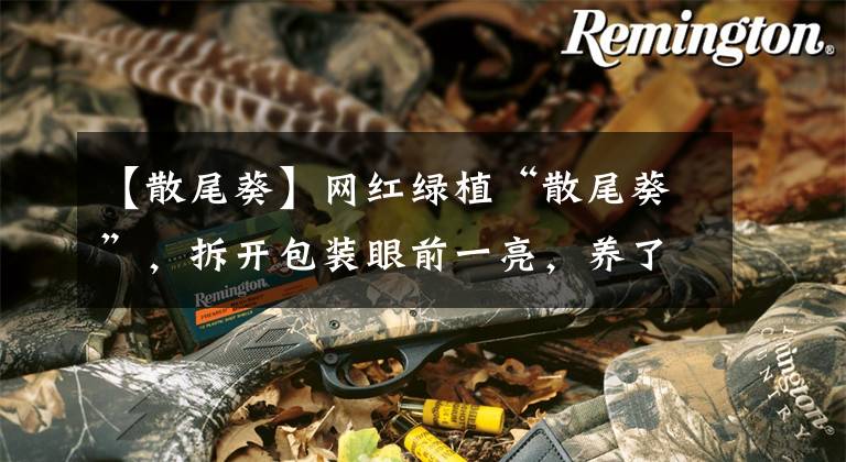 【散尾葵】网红绿植“散尾葵”，拆开包装眼前一亮，养了俩月，变成枯草