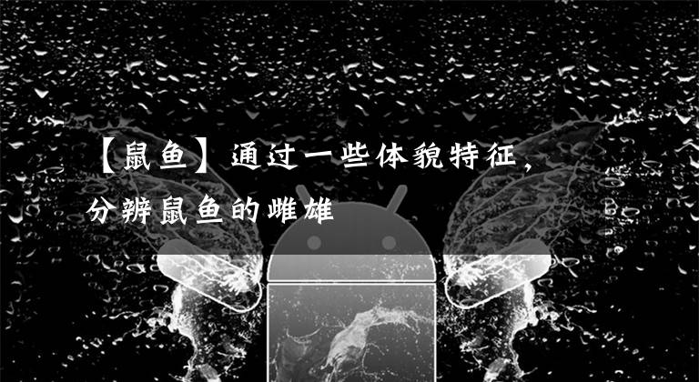 【鼠鱼】通过一些体貌特征，分辨鼠鱼的雌雄