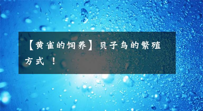 【黄雀的饲养】贝子鸟的繁殖方式 !
