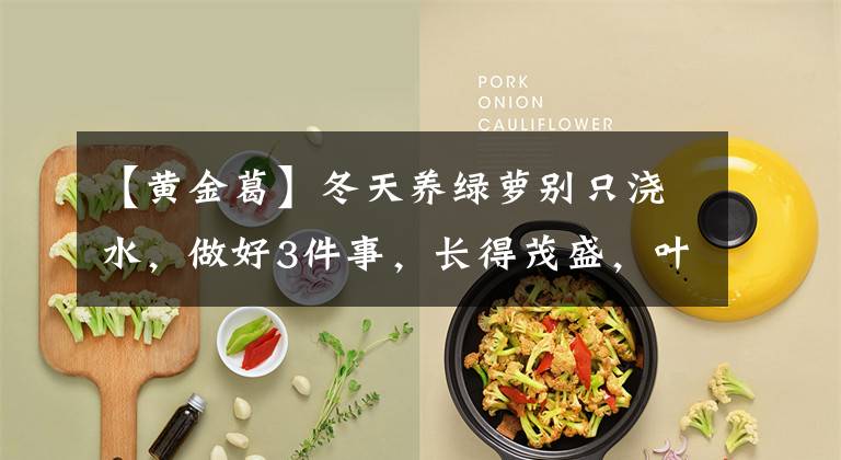 【黄金葛】冬天养绿萝别只浇水，做好3件事，长得茂盛，叶子油绿光亮