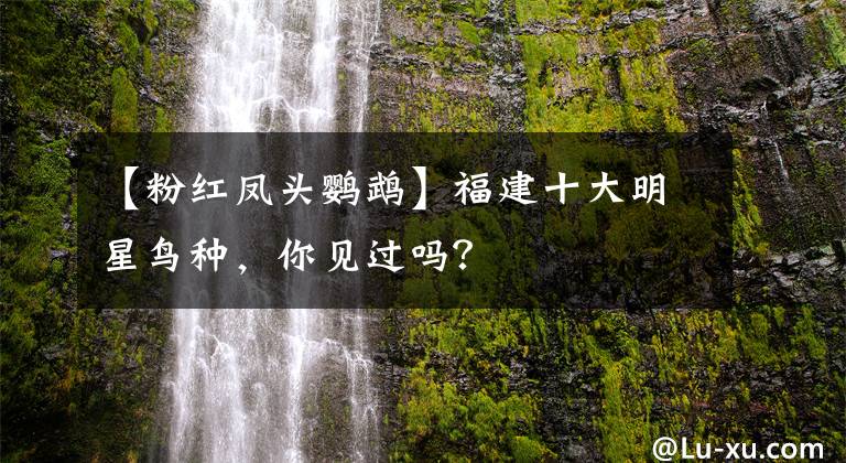 【粉红凤头鹦鹉】福建十大明星鸟种,你见过吗?