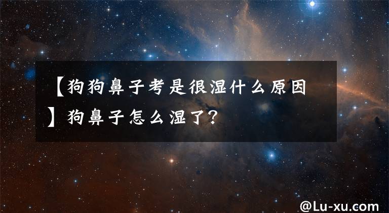 【狗狗鼻子考是很湿什么原因】狗鼻子怎么湿了?