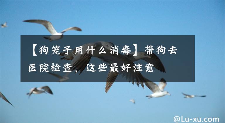 【狗笼子用什么消毒】带狗去医院检查,这些最好注意