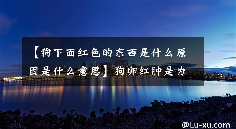 【狗下面红色的东西是什么原因是什么意思】狗卵红肿是为什么?狗不会尴尬吗?